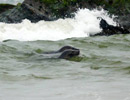 Seal Release - 18th June 2013