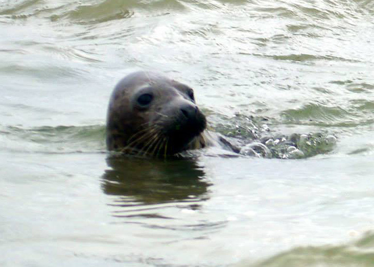 Seal Release - 18th June 2013