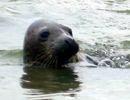 Seal Release - 18th June 2013