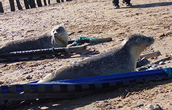 Seal Release - 19th October 2022