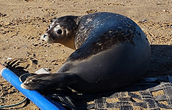 Seal Release - 19th October 2022