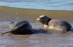 Seal Release - 19th October 2022