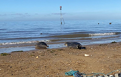 Seal Release - 19th October 2022