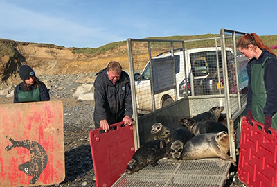 Seal Release