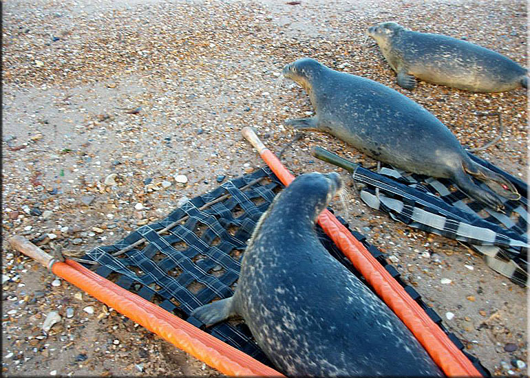 Seal Release - 20th October 2013