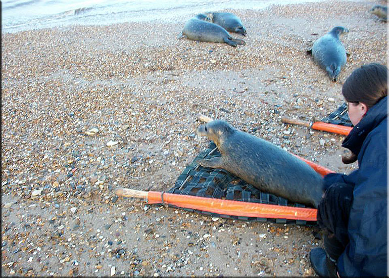 Seal Release - 20th October 2013