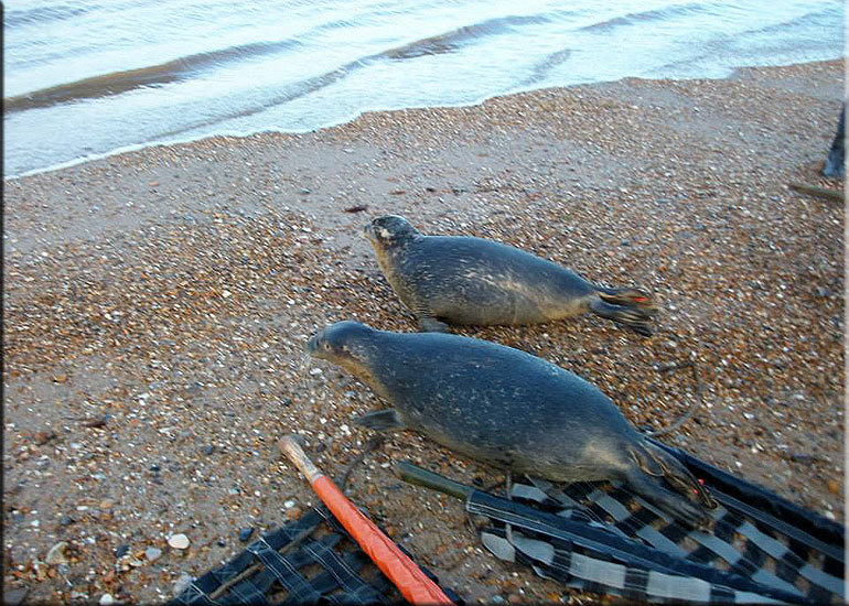 Seal Release - 20th October 2013