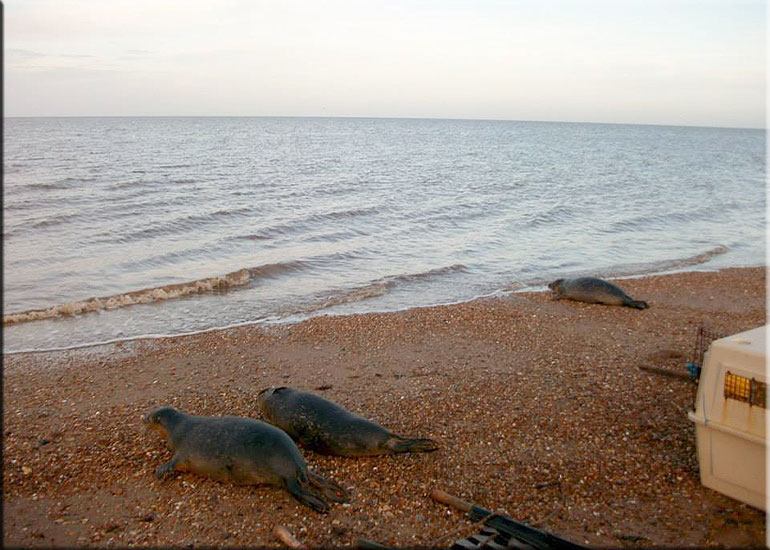 Seal Release - 20th October 2013