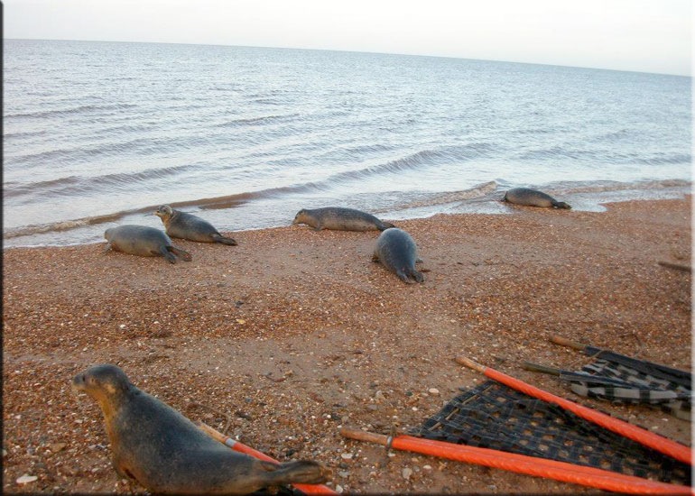 Seal Release - 20th October 2013