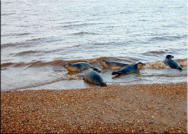 Seal Release - 20th October 2013