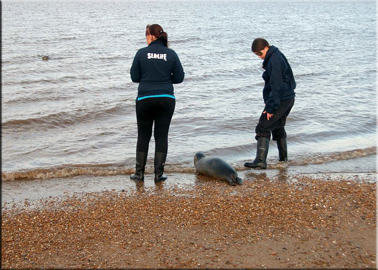 Seal Release - 20th October 2013