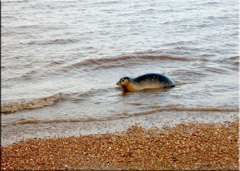 Seal Release - 20th October 2013