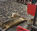 Seal Release - 25th May 2018