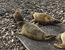 Seal Release - 25th May 2018