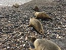 Seal Release - 25th May 2018
