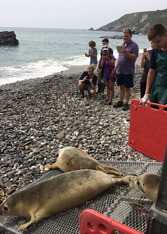 Seal Release - 25th May 2018