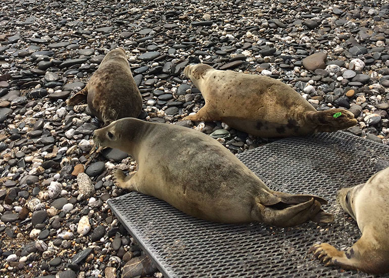 Seal Release - 25th May 2018