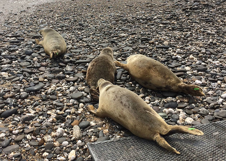 Seal Release - 25th May 2018