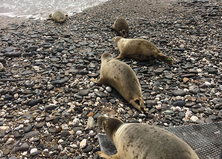 Seal Release - 25th May 2018