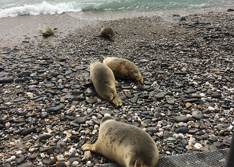 Seal Release - 25th May 2018