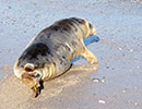 Seal Release - 28th June 2018