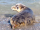 Seal Release - 28th June 2018