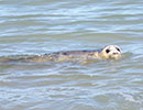 Seal Release - 28th June 2018