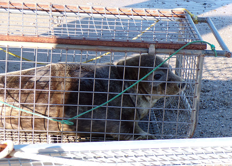 Seal Release - 28th June 2018