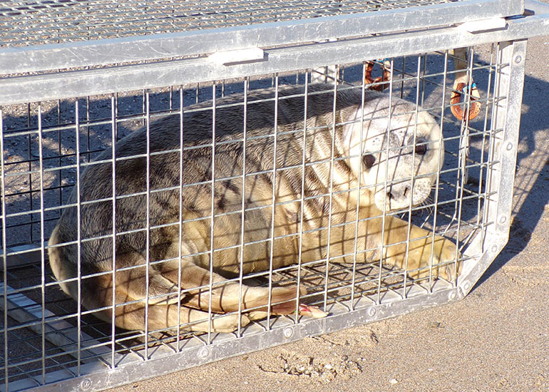 Seal Release - 28th June 2018