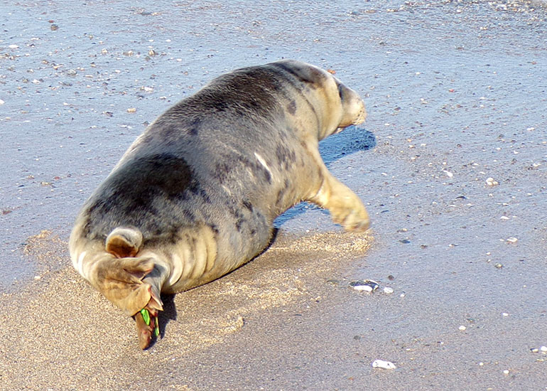 Seal Release - 28th June 2018