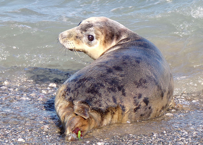 Seal Release - 28th June 2018