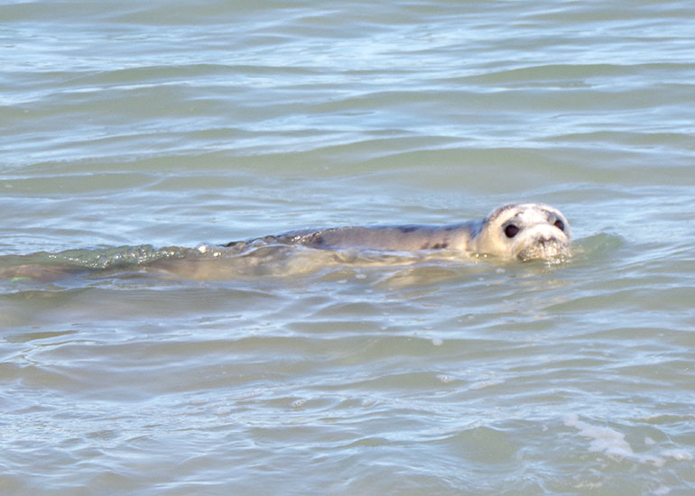 Seal Release - 28th June 2018