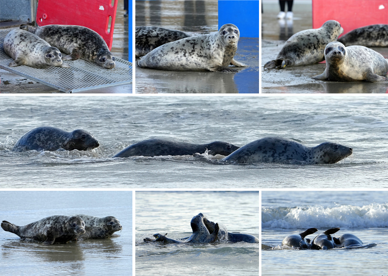 Seal Release - 21st November 2023