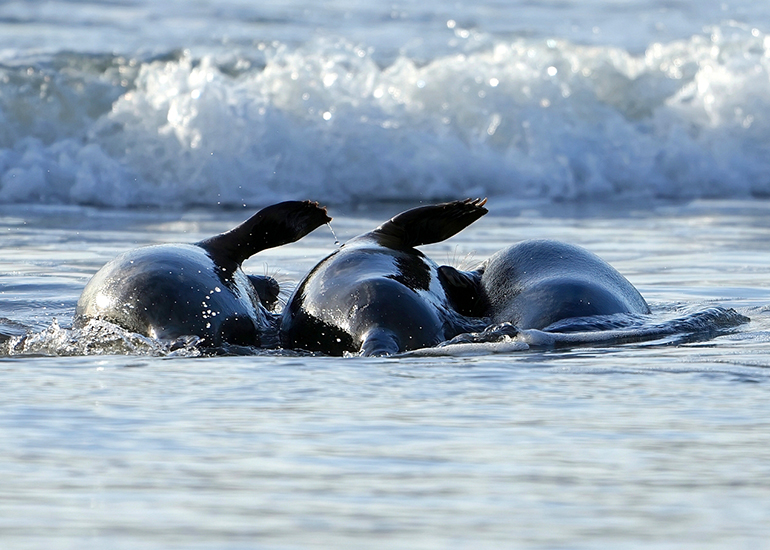 Gill Fisher - Photo Credit - BDMLR