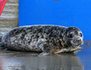 Seal Release - Judi, Jack and Owen - 21st November 2023