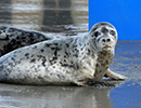 Seal Release - Judi, Jack and Owen - 21st November 2023