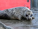Seal Release - Judi, Jack and Owen - 21st November 2023
