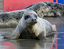 Seal Release - Judi, Jack and Owen - 21st November 2023