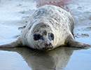 Seal Release - Judi, Jack and Owen - 21st November 2023