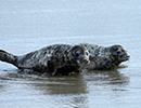 Seal Release - Judi, Jack and Owen - 21st November 2023
