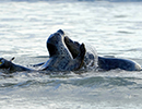 Seal Release - Judi, Jack and Owen - 21st November 2023