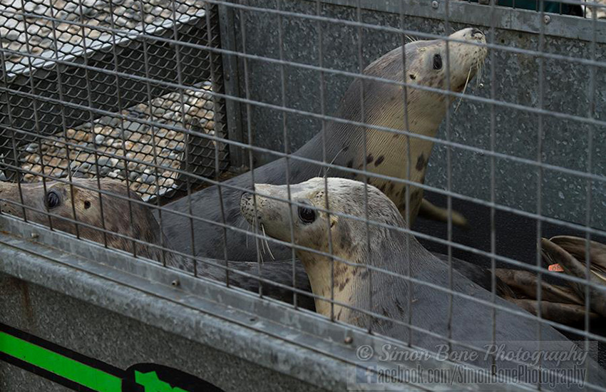Seal Release - 22nd May 2014