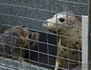Seal Release - 22nd May 2014