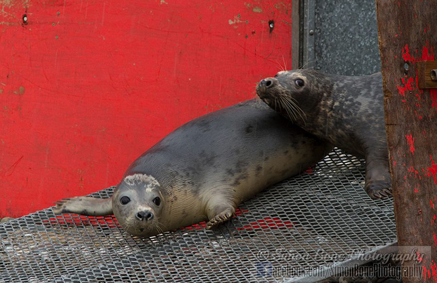Seal Release - 22nd May 2014