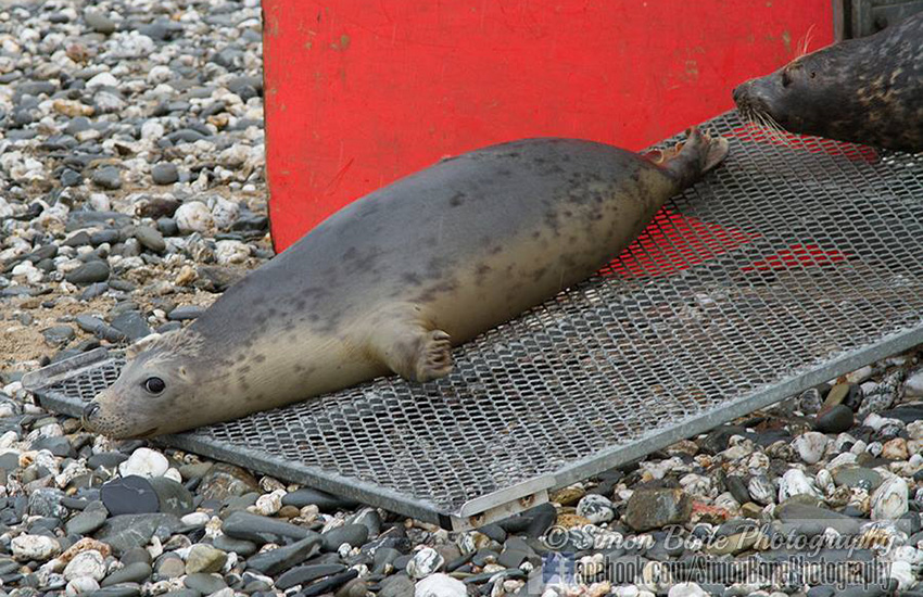 Seal Release - 22nd May 2014