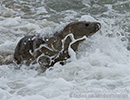 Seal Release - 23rd May 2014
