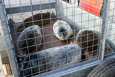 Seal Release - 25th November 2016