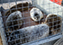 Seal Release - 25th November 2016