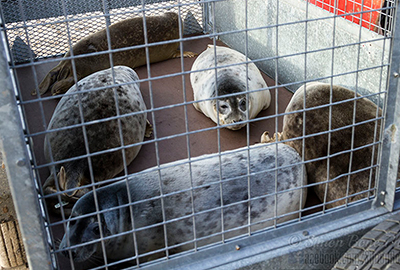 Seal Release - 25th November 2016