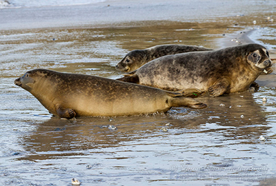 Seal Release on 25th November 2016